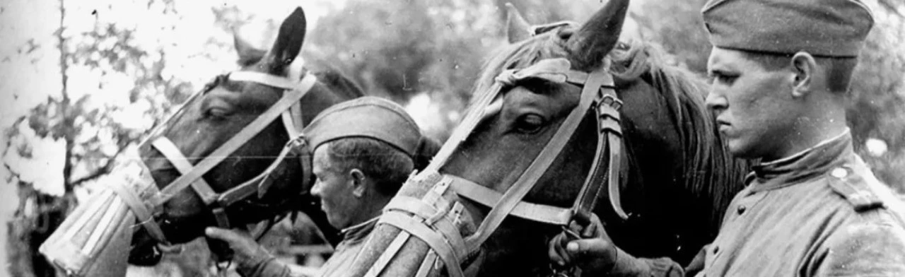 Постер Лошади в Великой Отечественной войне в Кирове