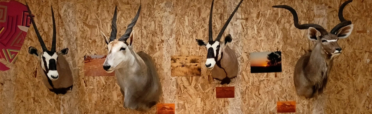 Постер Африка...Сафари. Выставка в Архангельске