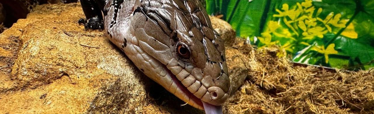 Постер Посещение крокодиловой фермы "Крокодилвиль"