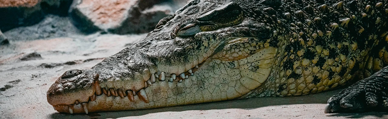 Постер Екатеринбургский зоопарк в Екатеринбурге