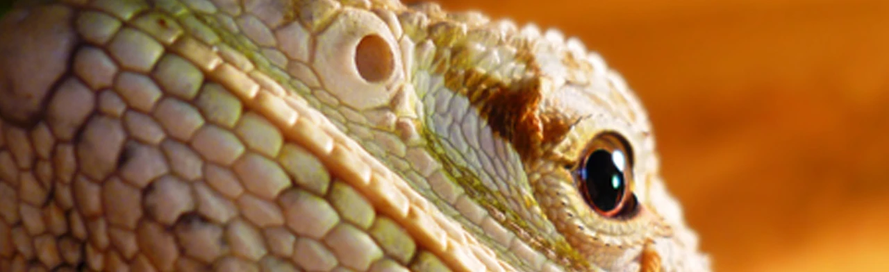 Постер Драконьи мифы. Музейное занятие