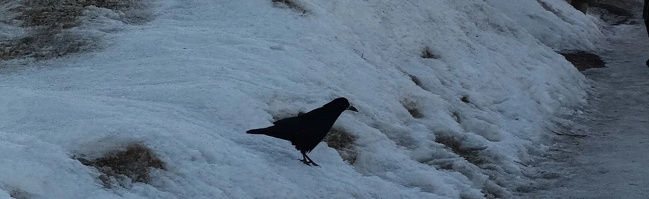 Постер Выставка "Грач - птица года 2025" в Кирове