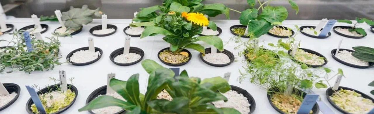 Постер Флорариум. Как все устроено в Москве