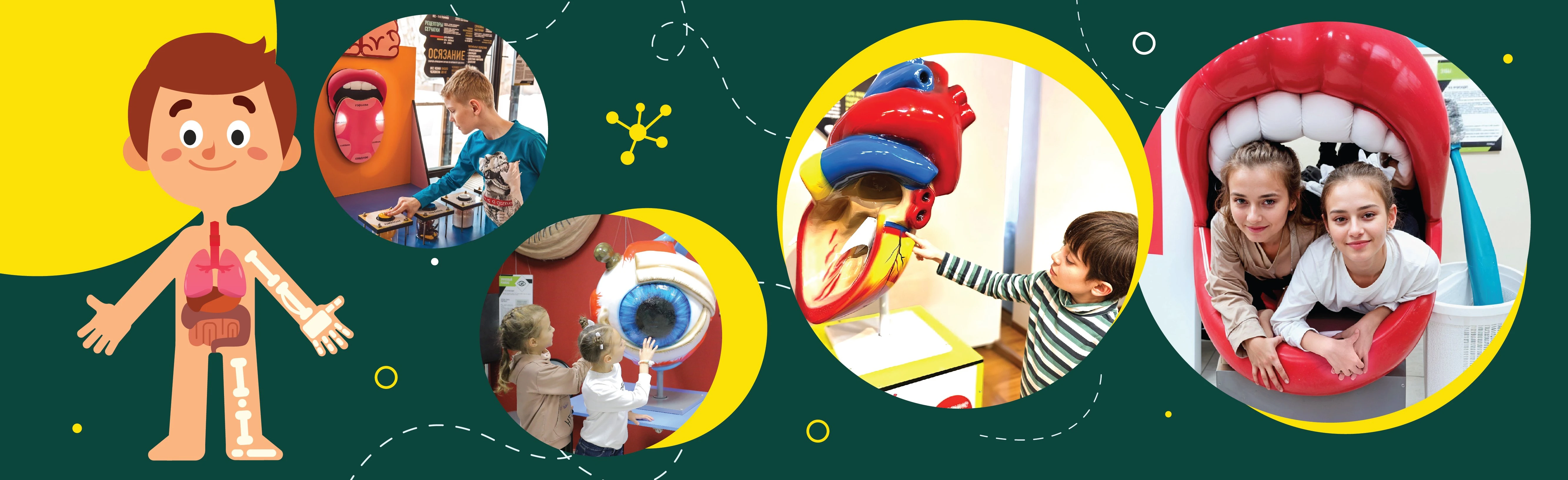 Постер Московский Анатомикум. Интерактивный музей в Москве