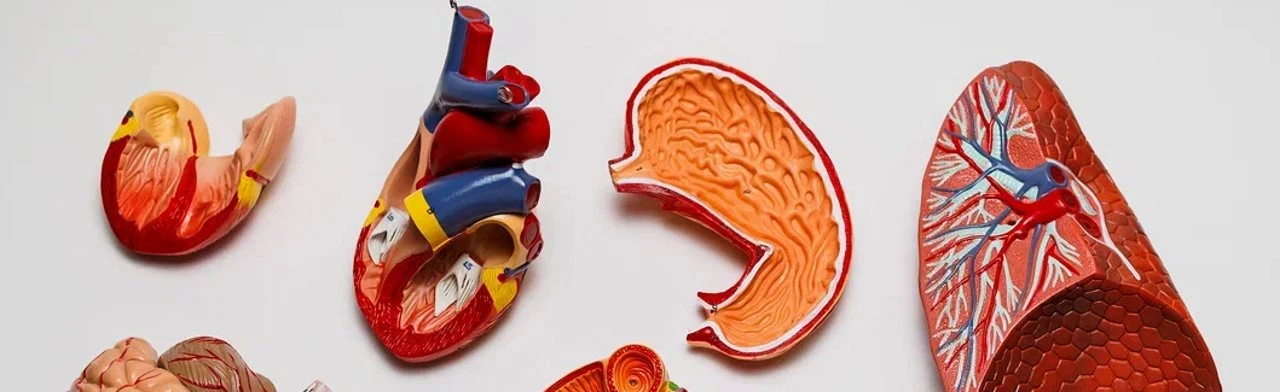 Постер Как устроен человек? в Москве