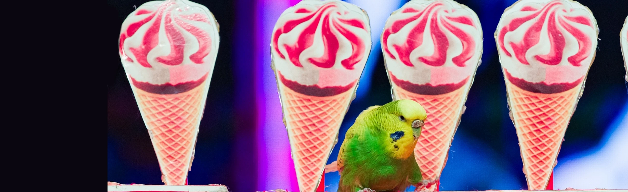 Постер Пушистый цирк в Москве