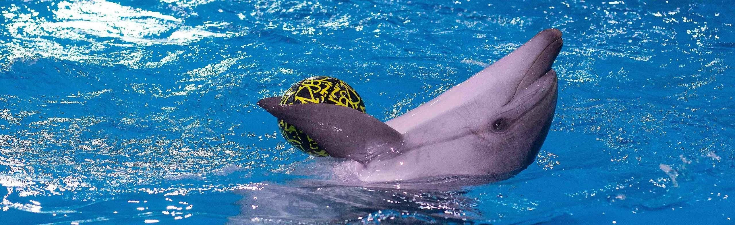 Постер Новогодний континент