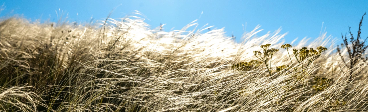 Постер Музейное занятие: Всё о Красной книге в Оренбурге