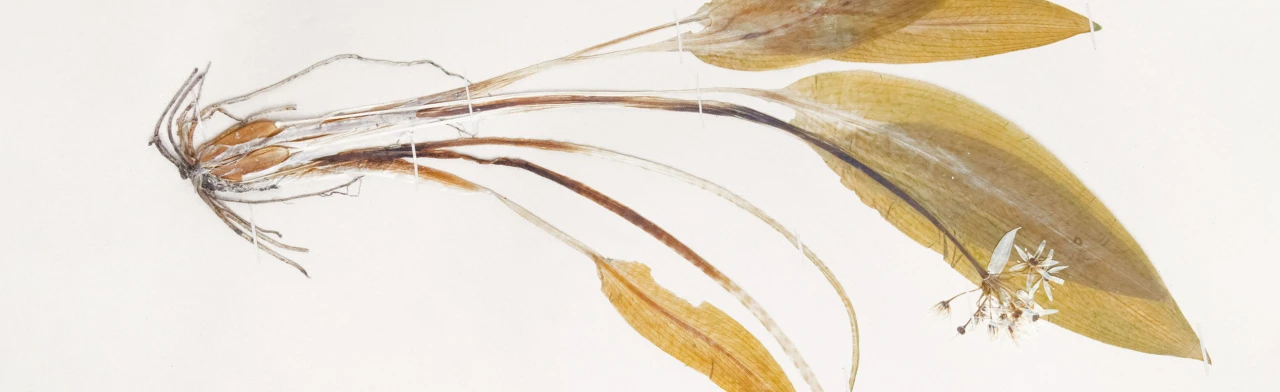 Постер Музейное занятие: Гербарии и гербарные коллекции в Оренбурге