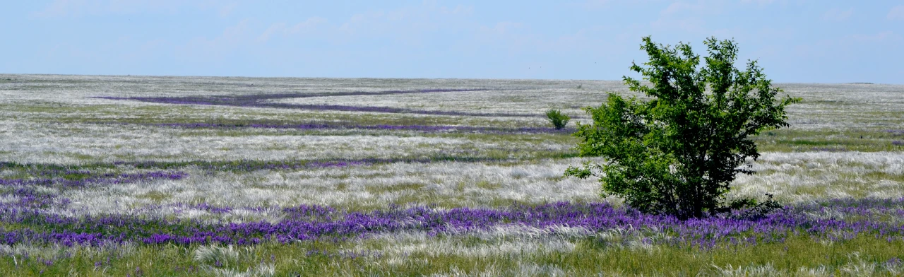 Постер Природа Оренбуржья: Музейное занятие в Оренбурге