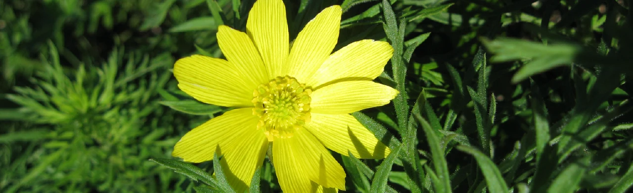 Постер Беседа о первоцветах. Музейное занятие в Оренбурге