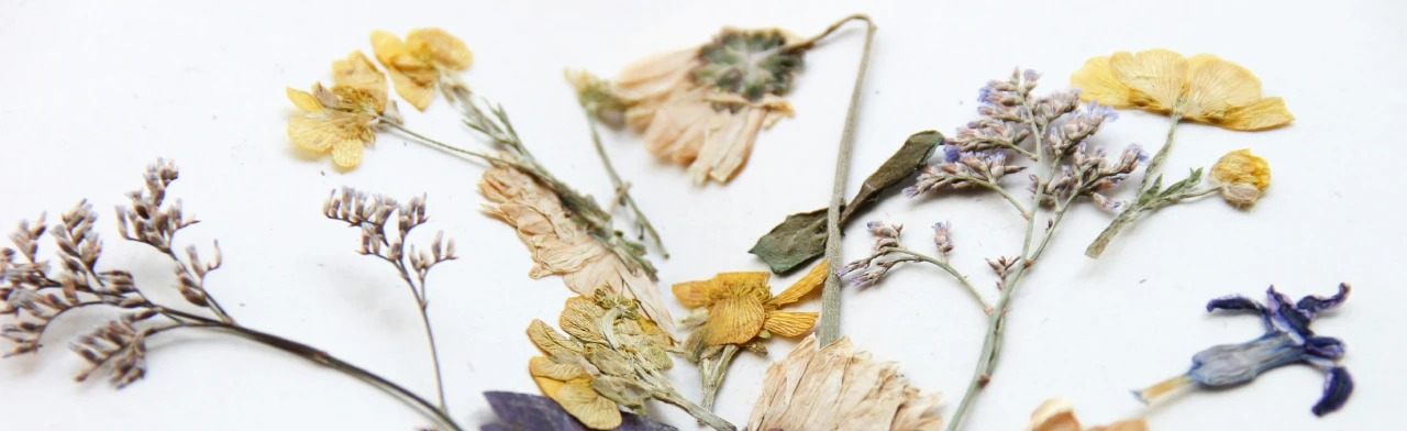 Постер Музейное занятие: Что такое гербарий в Оренбурге