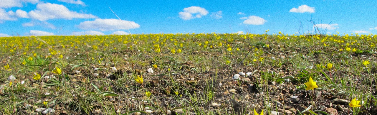 Постер Музейное занятие: Красная книга как инструмент сохранения биологического разнообразия в Оренбурге