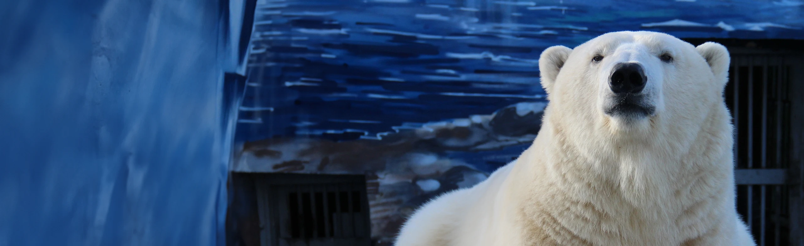 Постер Пермский зоопарк