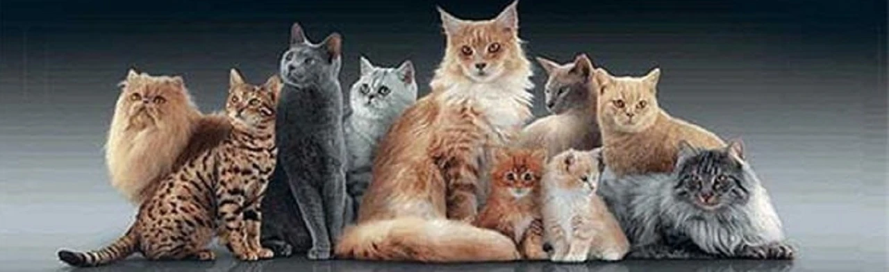 Постер Выставка кошек в Пензе