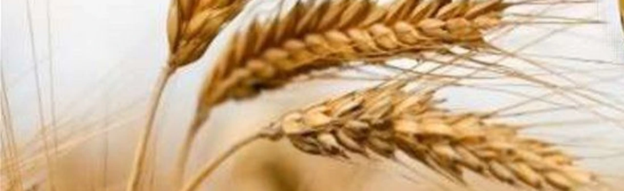 Постер Хлеб всему голова в Ростове-на-Дону