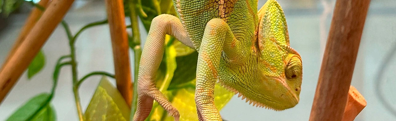 Постер Выставка рептилий