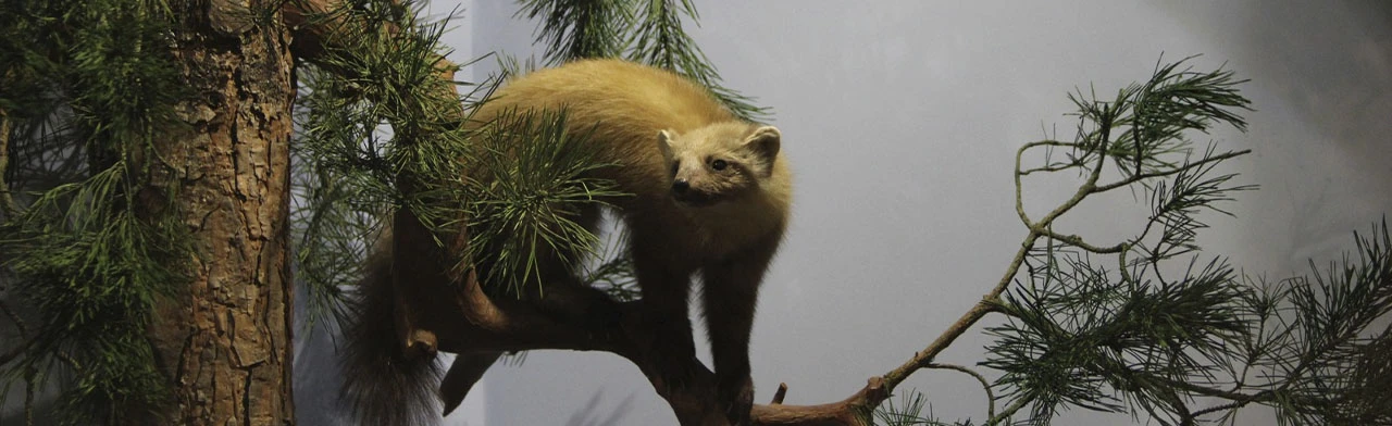 Постер Жители леса. Лекция в Саранске