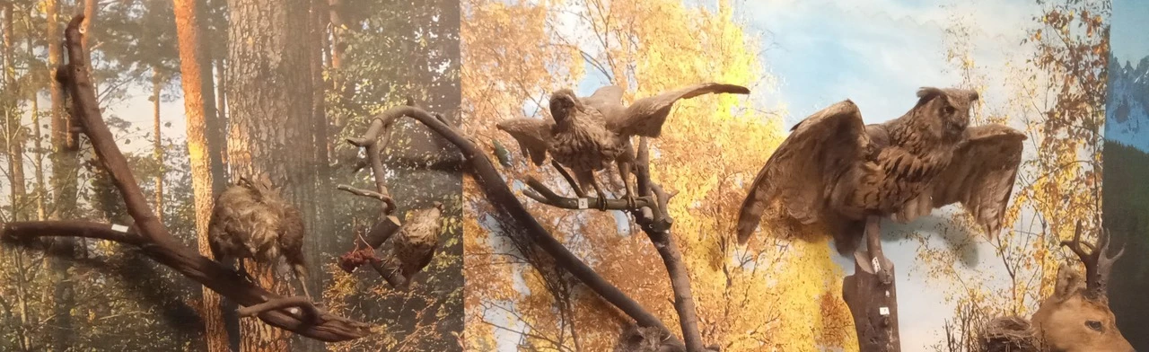 Постер Природа Калининской земли. Экскурсия в Саратове