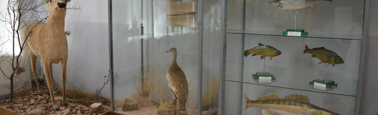 Постер Уголки природы чудной. Экскурсия в Саратове