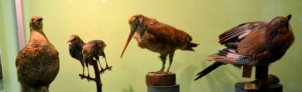 Постер Лекция Экскурсия "Многоликая степь" в Саратове