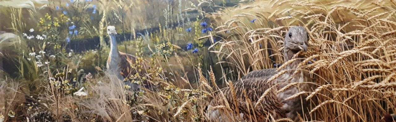 Постер Крылья, клювы и хвосты. Квест в Саратове