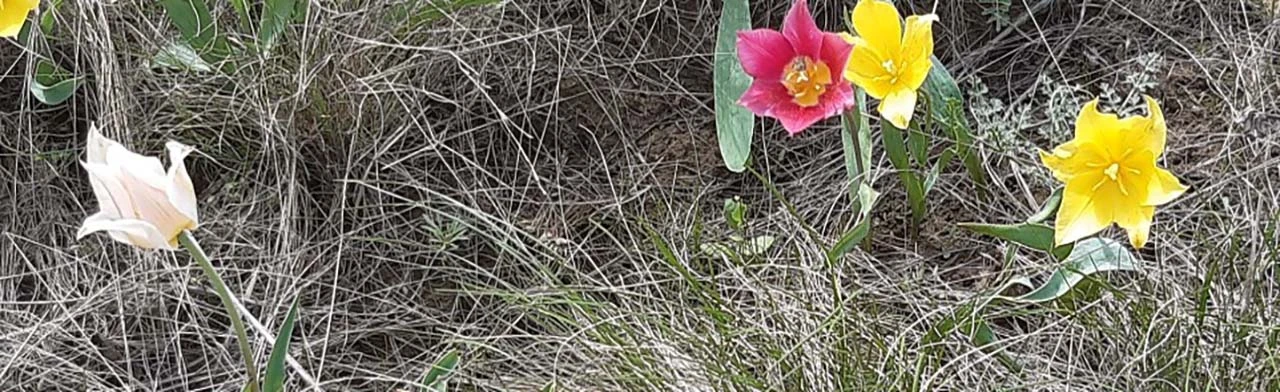 Постер Мой край родной, моя сторонка. Краеведческий квиз в Саратове