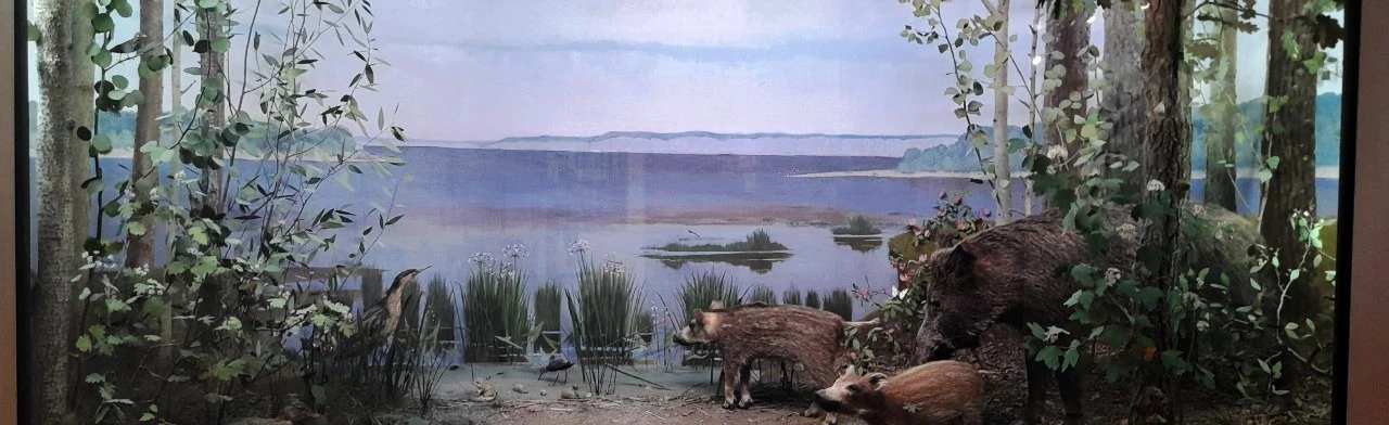 Постер Природа Саратовской области. Экскурсия в Саратове