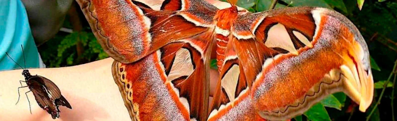 Постер Сад бабочек в Сочи