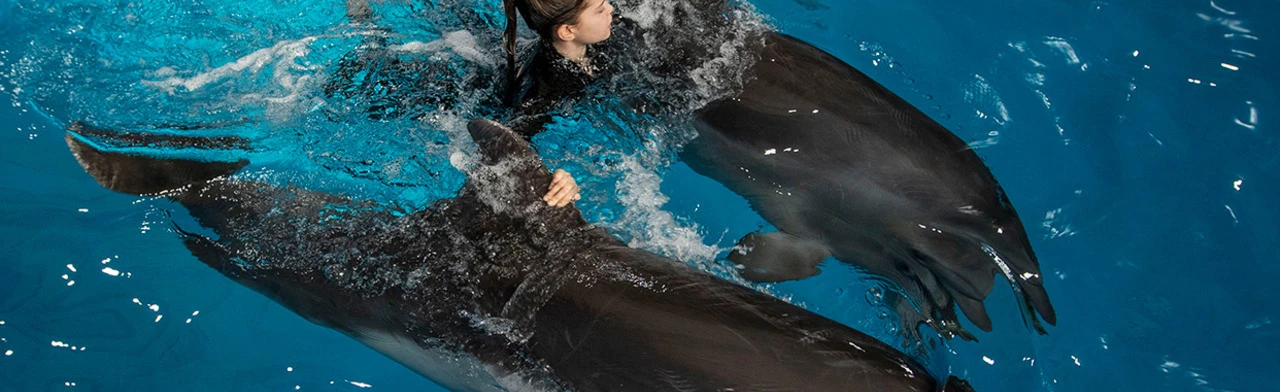 Постер Плавание с дельфинами в Сочи