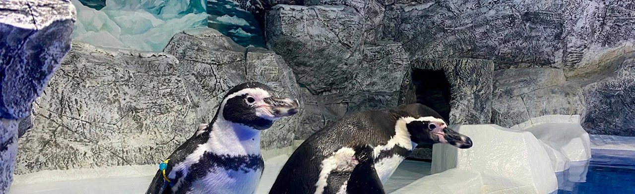 Постер Пингвинарий