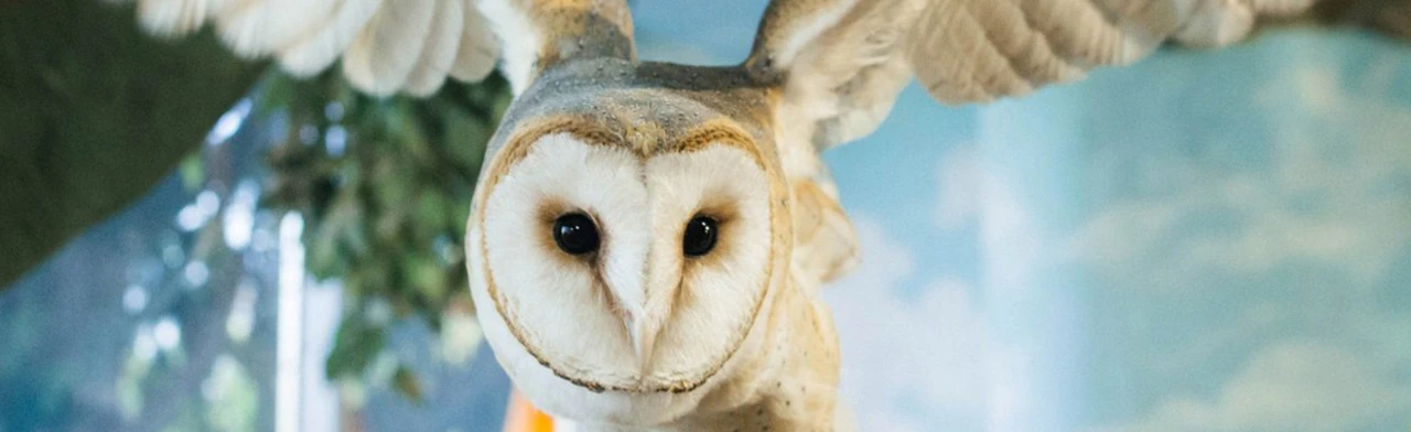 Постер Зоопарк Рио