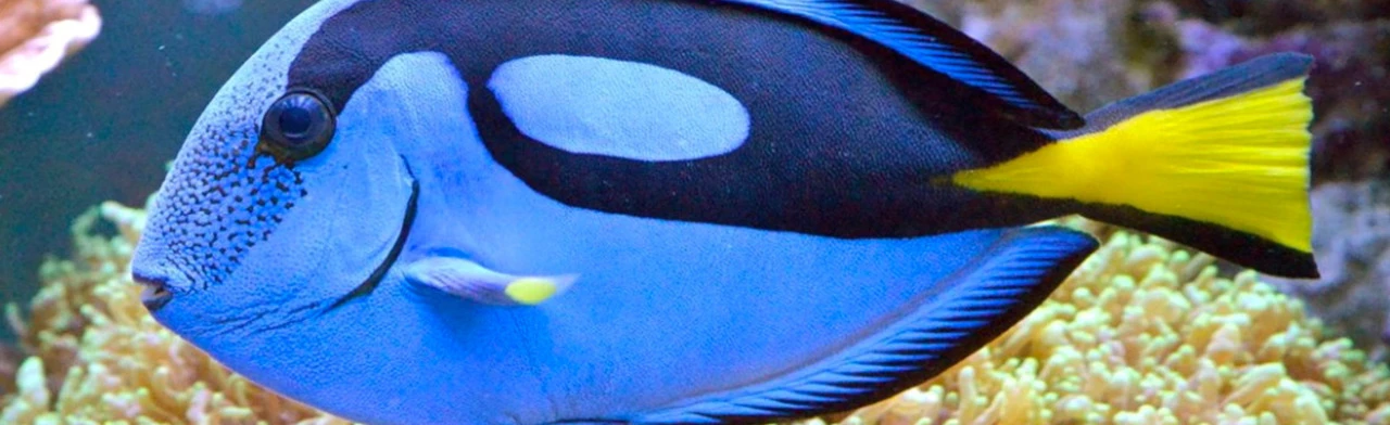 Постер Океанариум в Сочи