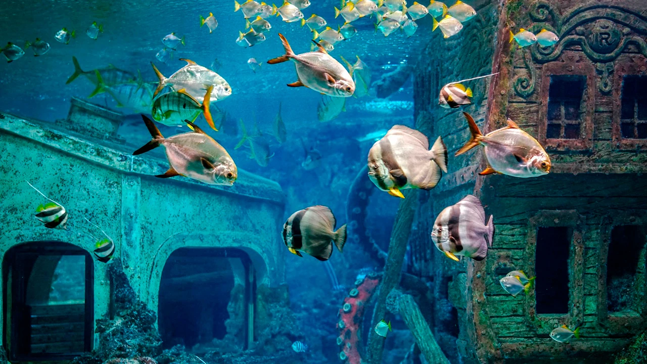 Постер Воронежский океанариум