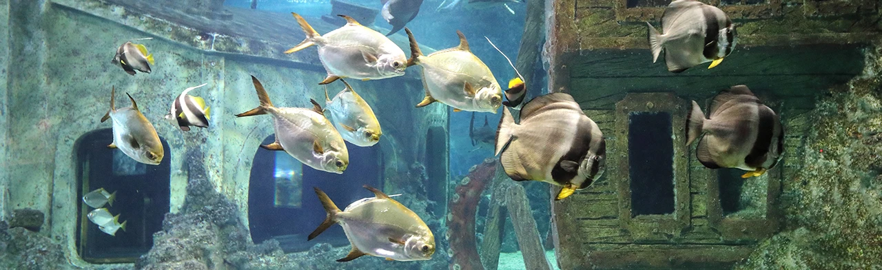 Постер Воронежский океанариум в Воронеже